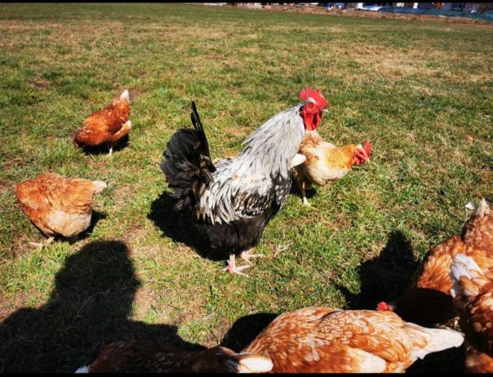 Woidhauserhof Waakirchen Εξωτερικό φωτογραφία